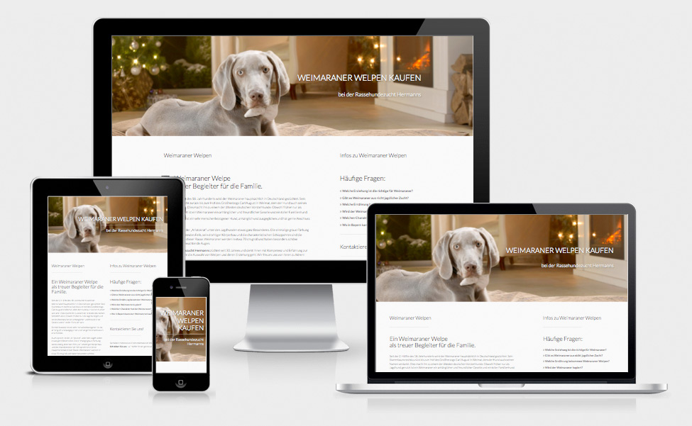 Weimaraner Kaufen Responsive Webdesign