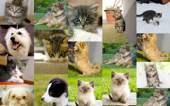repsonsive grid mit Katzen und Hunden